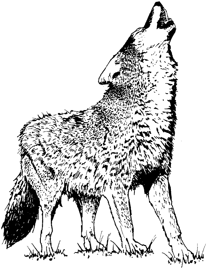Dessin à colorier: Loup (Animaux) #10483 - Coloriages à Imprimer Gratuits