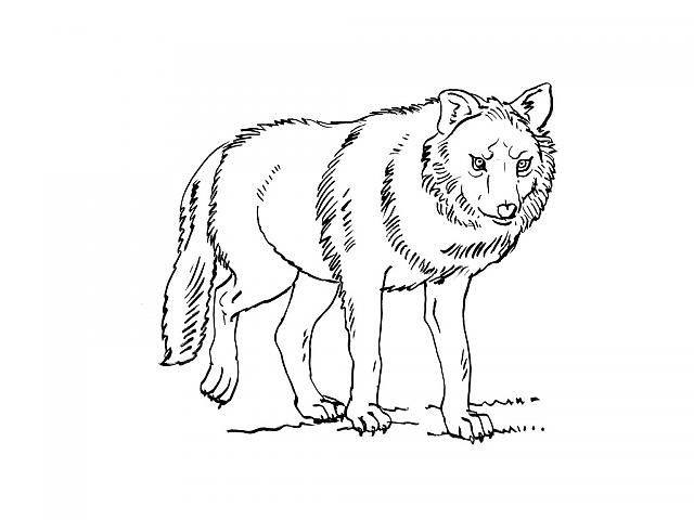 Dessin à colorier: Loup (Animaux) #10501 - Coloriages à Imprimer Gratuits
