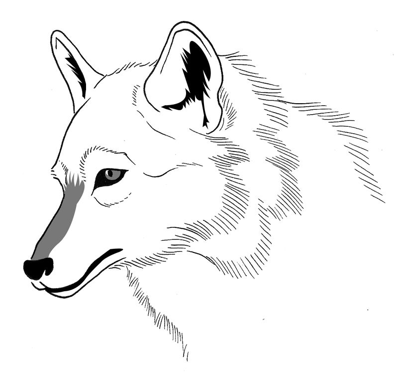 Dessin à colorier: Loup (Animaux) #10528 - Coloriages à Imprimer Gratuits