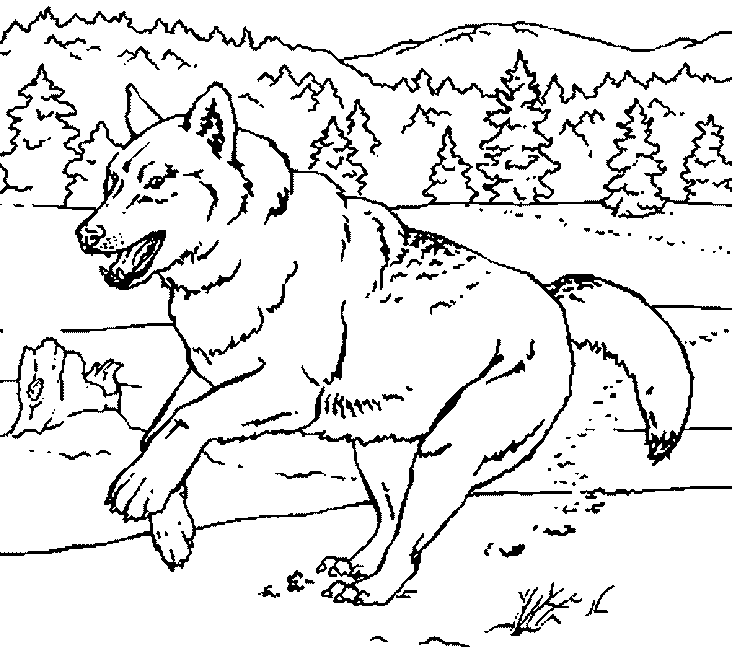 Dessin à colorier: Loup (Animaux) #10555 - Coloriages à Imprimer Gratuits