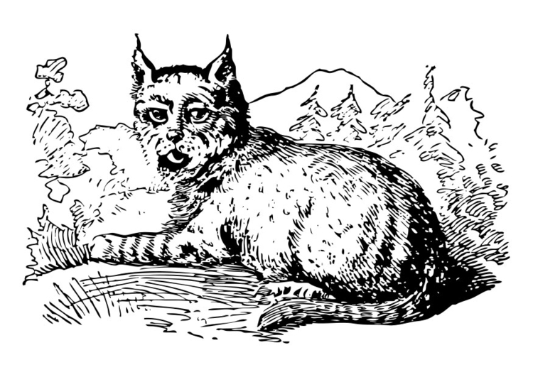 Dessin à colorier: Lynx (Animaux) #10822 - Coloriages à Imprimer Gratuits