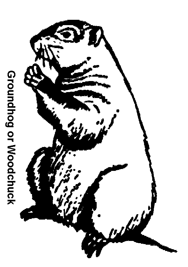 Dessin à colorier: Marmotte (Animaux) #10921 - Coloriages à Imprimer Gratuits