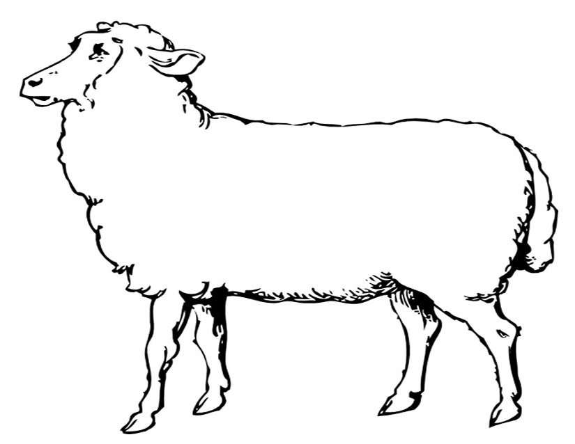 Dessin à colorier: Mouton (Animaux) #11452 - Coloriages à Imprimer Gratuits