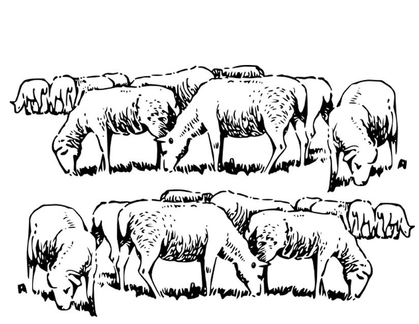 Dessin à colorier: Mouton (Animaux) #11504 - Coloriages à Imprimer Gratuits