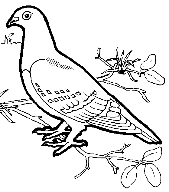 Dessin à colorier: Oiseaux (Animaux) #11902 - Coloriages à Imprimer Gratuits