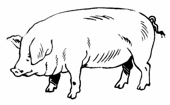 Dessin à colorier: Porc (Animaux) #17637 - Coloriages à Imprimer Gratuits