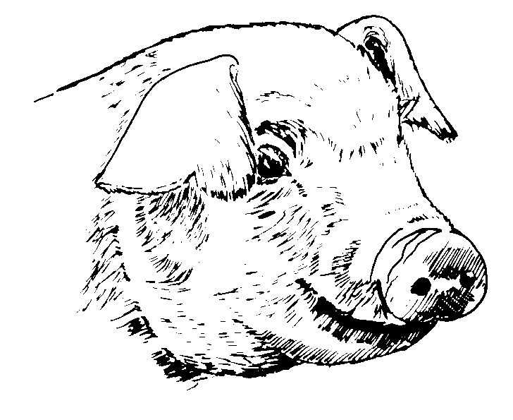 Dessin à colorier: Porc (Animaux) #17751 - Coloriages à Imprimer Gratuits