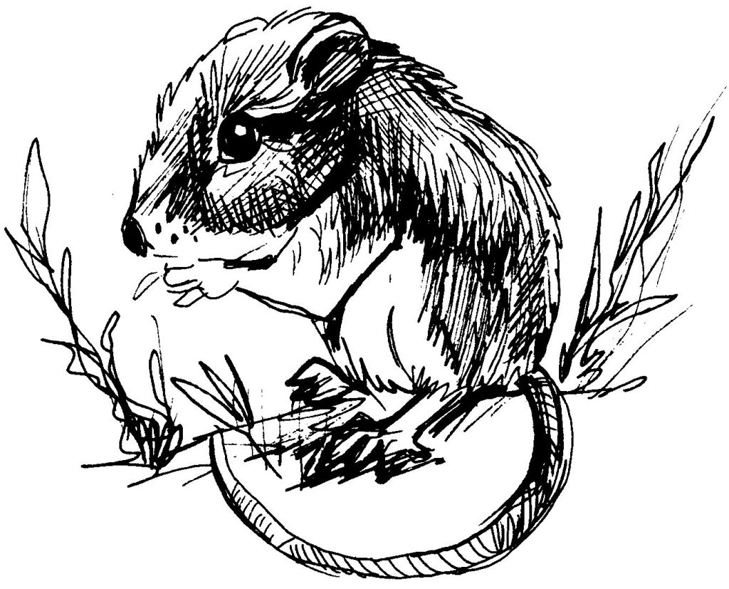 Dessin à colorier: Rat (Animaux) #15190 - Coloriages à Imprimer Gratuits