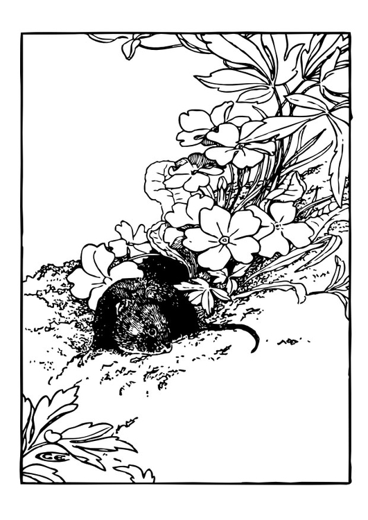 Dessin à colorier: Rat (Animaux) #15195 - Coloriages à Imprimer Gratuits
