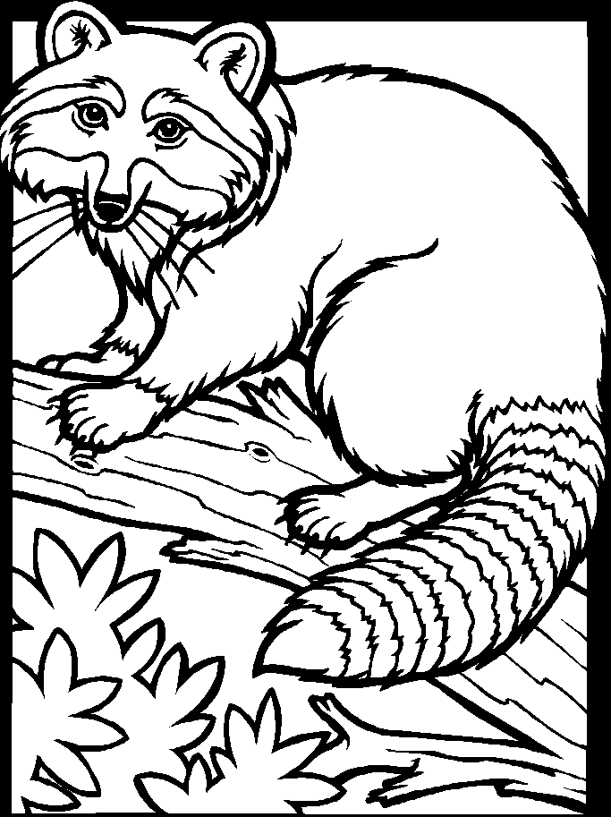 Dessin à colorier: Raton laveur (Animaux) #19991 - Coloriages à Imprimer Gratuits