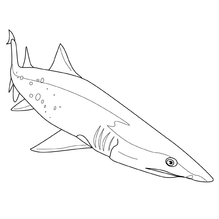 Dessin à colorier: Requin (Animaux) #14771 - Coloriages à Imprimer Gratuits