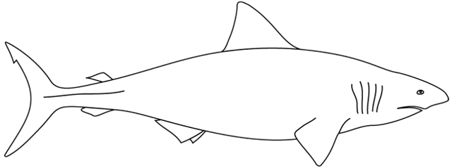 Dessin à colorier: Requin (Animaux) #14793 - Coloriages à Imprimer Gratuits