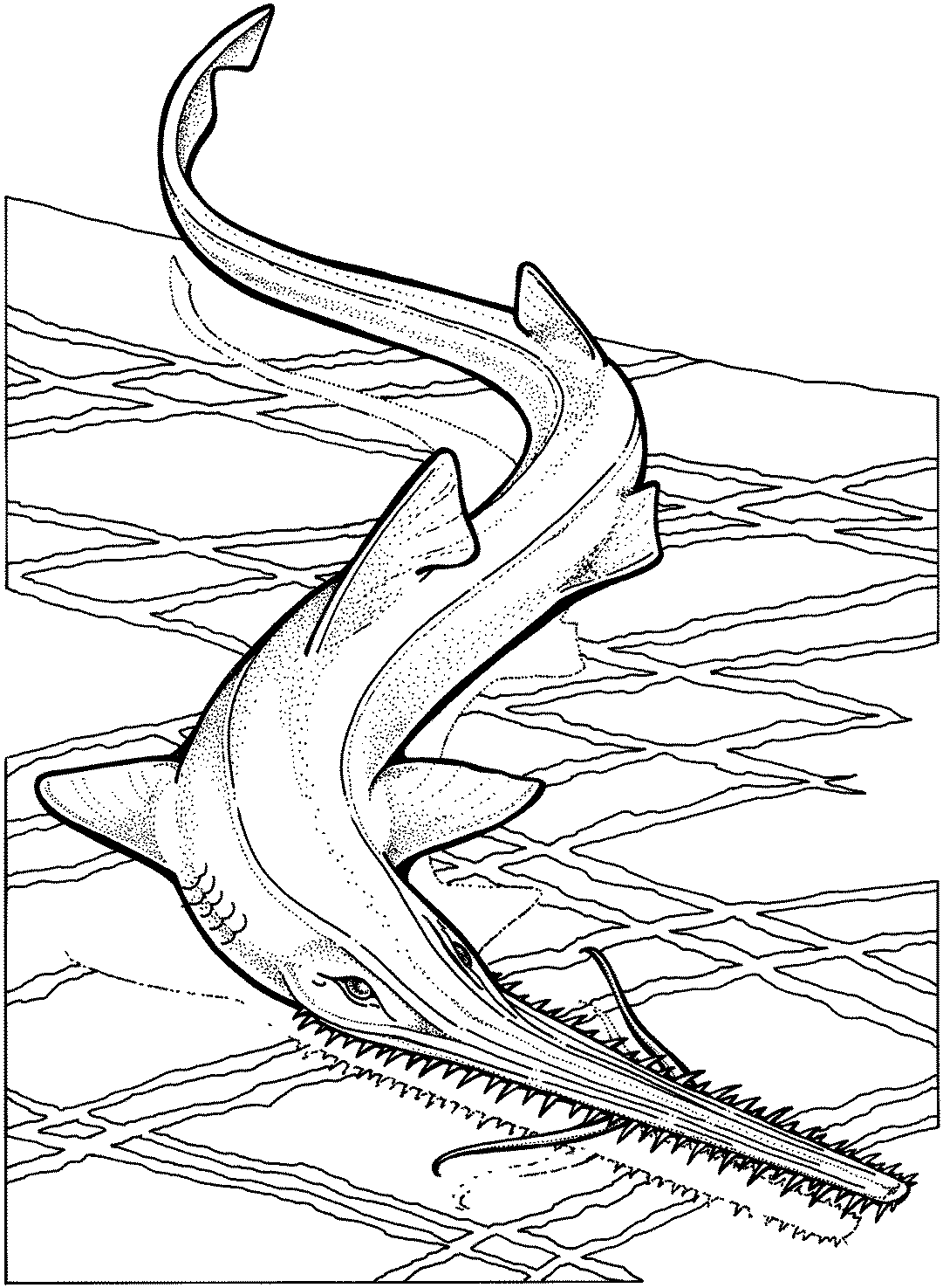 Dessin à colorier: Requin (Animaux) #14819 - Coloriages à Imprimer Gratuits