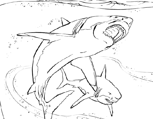 Dessin à colorier: Requin (Animaux) #14827 - Coloriages à Imprimer Gratuits