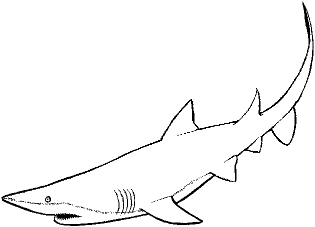 Dessin à colorier: Requin (Animaux) #14871 - Coloriages à Imprimer Gratuits