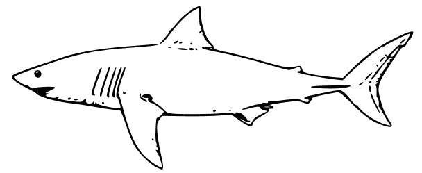 Dessin à colorier: Requin (Animaux) #14910 - Coloriages à Imprimer Gratuits
