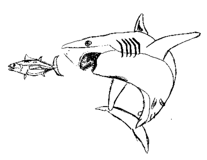 Dessin à colorier: Requin (Animaux) #14921 - Coloriages à Imprimer Gratuits