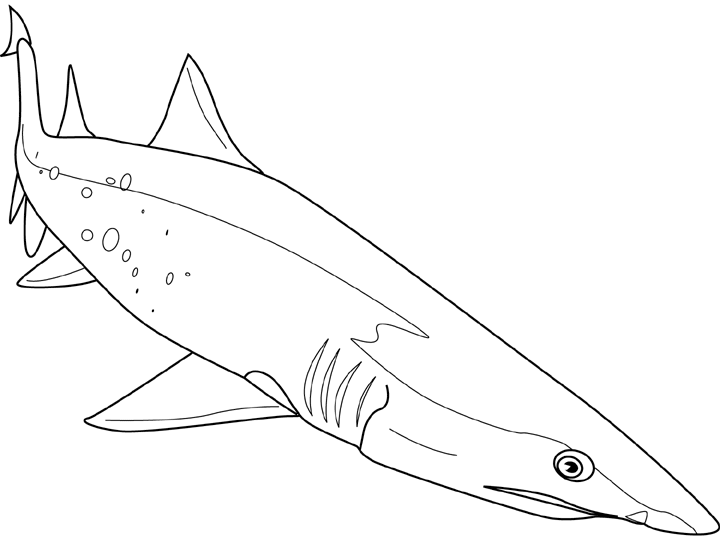 Dessin à colorier: Requin (Animaux) #14949 - Coloriages à Imprimer Gratuits