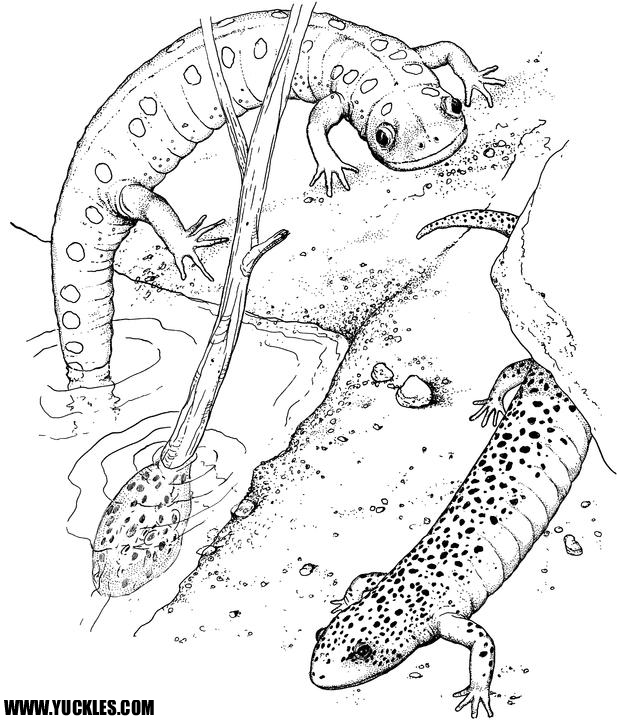 Dessin à colorier: Salamandre (Animaux) #19890 - Coloriages à Imprimer Gratuits