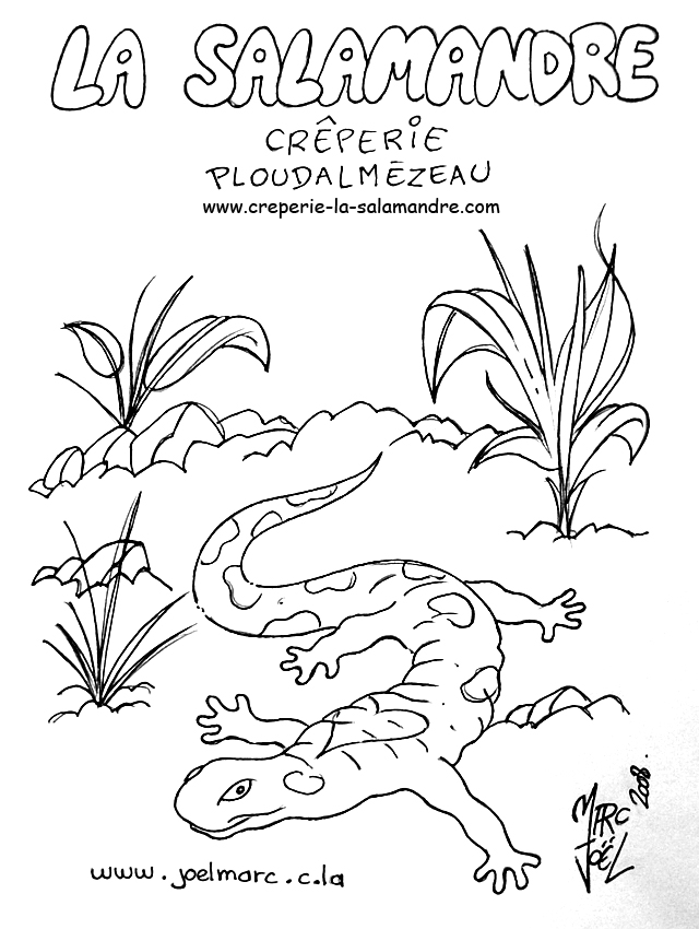 Dessin à colorier: Salamandre (Animaux) #19893 - Coloriages à Imprimer Gratuits