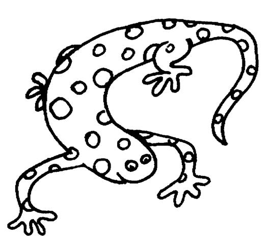 Dessin à colorier: Salamandre (Animaux) #19895 - Coloriages à Imprimer Gratuits