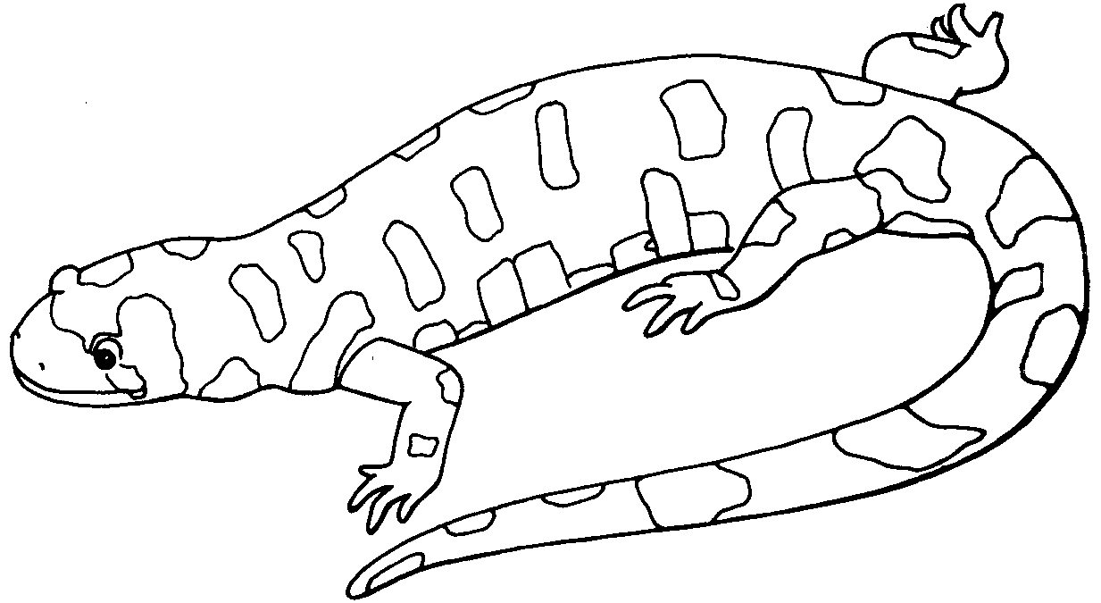 Dessin à colorier: Salamandre (Animaux) #19902 - Coloriages à Imprimer Gratuits