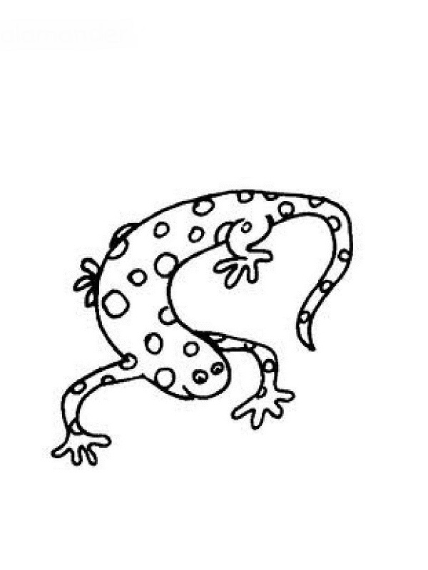 Dessin à colorier: Salamandre (Animaux) #19905 - Coloriages à Imprimer Gratuits