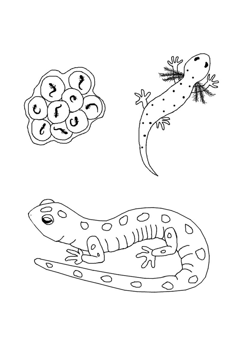 Dessin à colorier: Salamandre (Animaux) #19933 - Coloriages à Imprimer Gratuits