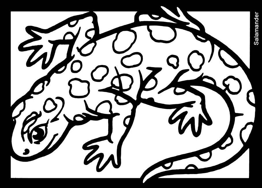 Dessin à colorier: Salamandre (Animaux) #19952 - Coloriages à Imprimer Gratuits