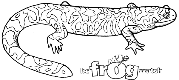 Dessin à colorier: Salamandre (Animaux) #19956 - Coloriages à Imprimer Gratuits