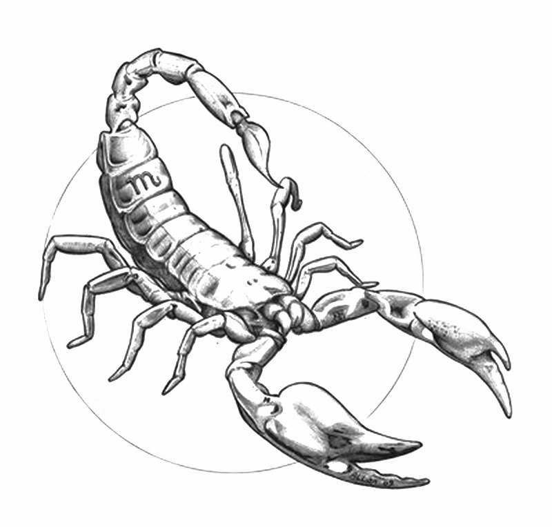 Dessin à colorier: Scorpion (Animaux) #14633 - Coloriages à Imprimer Gratuits