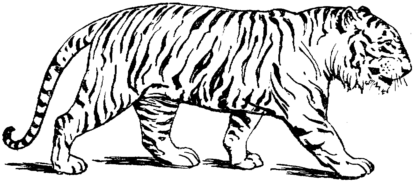 Dessin à colorier: Tigre (Animaux) #13588 - Coloriages à Imprimer Gratuits