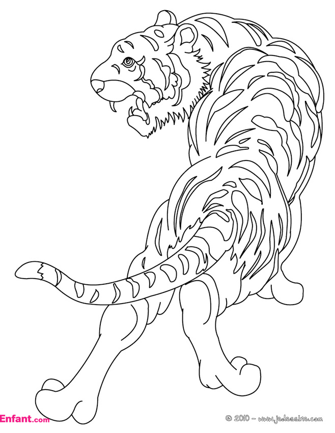 Dessin à colorier: Tigre (Animaux) #13600 - Coloriages à Imprimer Gratuits