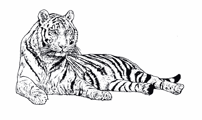 Dessin à colorier: Tigre (Animaux) #13607 - Coloriages à Imprimer Gratuits