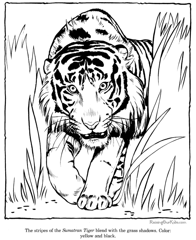 Dessin à colorier: Tigre (Animaux) #13664 - Coloriages à Imprimer Gratuits