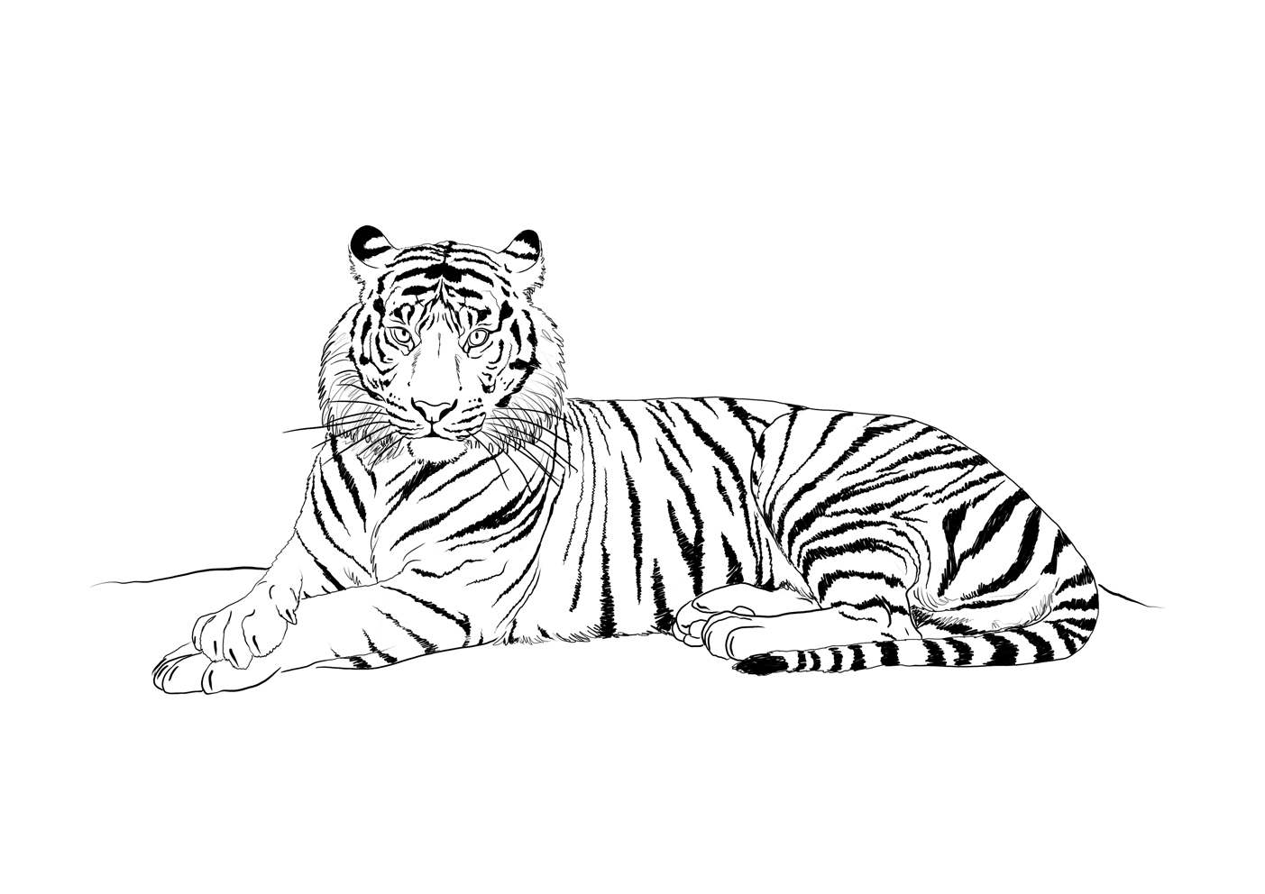 Dessin à colorier: Tigre (Animaux) #13676 - Coloriages à Imprimer Gratuits