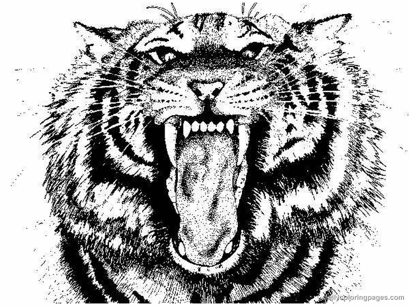 Dessin à colorier: Tigre (Animaux) #13679 - Coloriages à Imprimer Gratuits