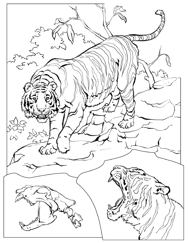 Dessin à colorier: Tigre (Animaux) #13683 - Coloriages à Imprimer Gratuits