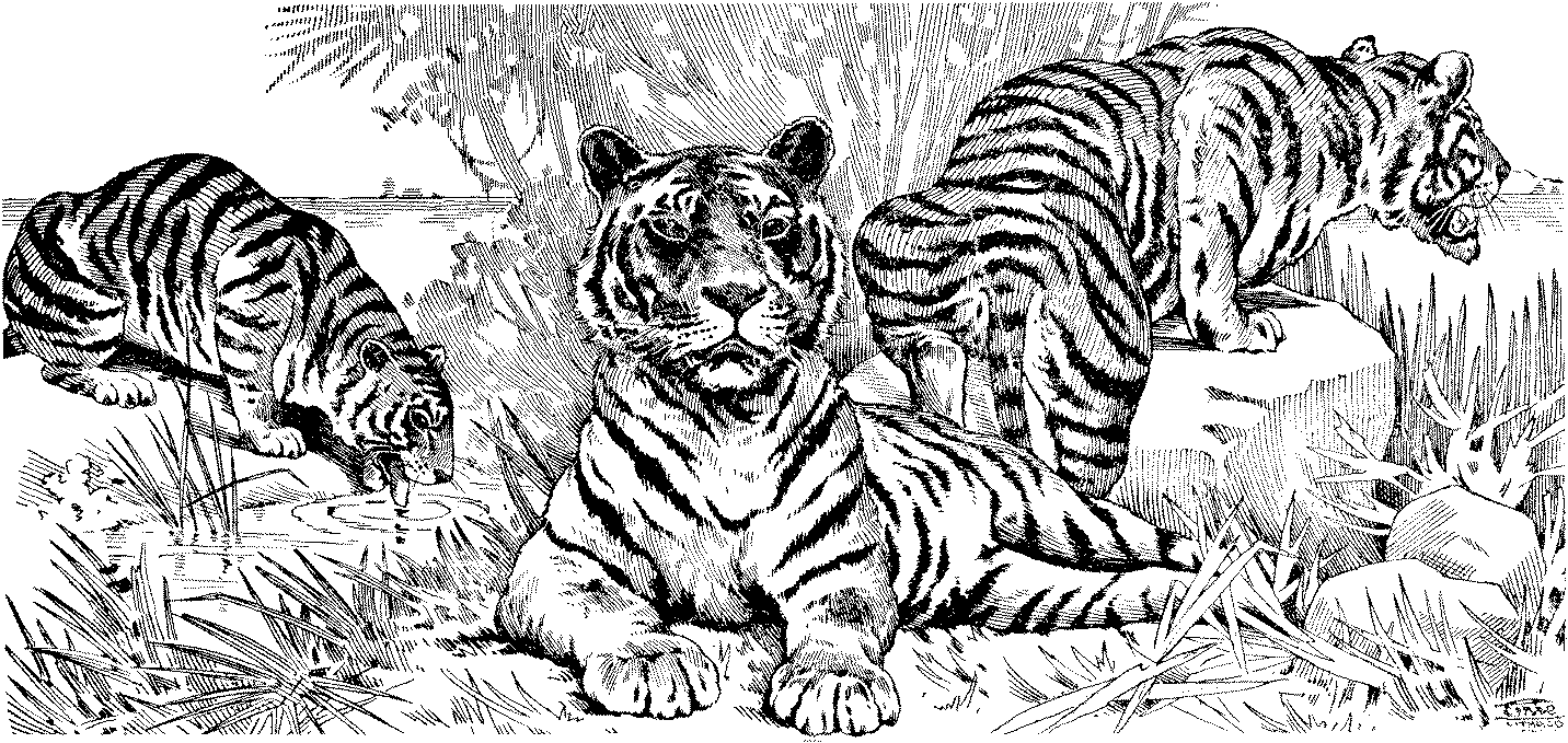 Dessin à colorier: Tigre (Animaux) #13691 - Coloriages à Imprimer Gratuits