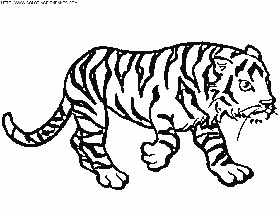 Dessin à colorier: Tigre (Animaux) #13781 - Coloriages à Imprimer Gratuits