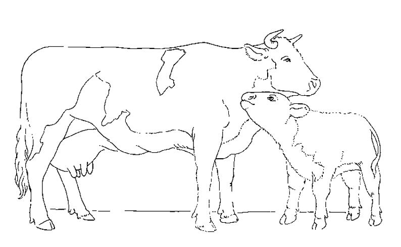 Dessin à colorier: Vache (Animaux) #13298 - Coloriages à Imprimer Gratuits