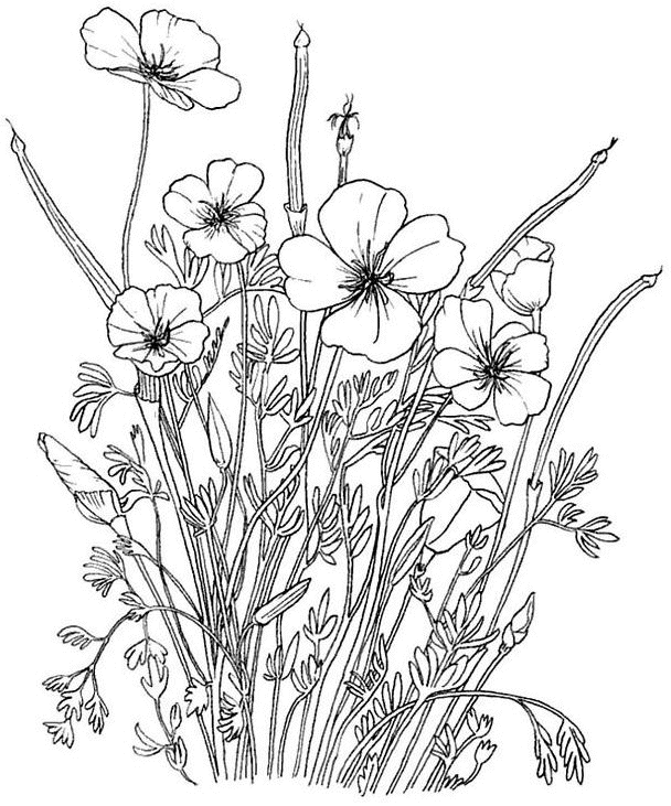 Dessin à colorier: Bouquet de fleurs (Nature) #160808 - Coloriages à Imprimer Gratuits
