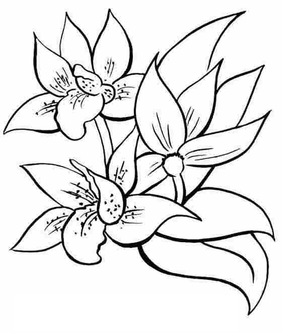 Dessin à colorier: Bouquet de fleurs (Nature) #160860 - Coloriages à Imprimer Gratuits