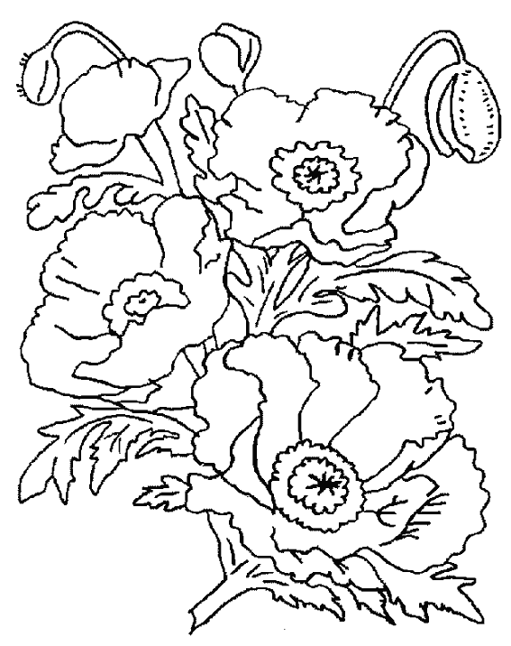 Dessin à colorier: Coquelicot (Nature) #162457 - Coloriages à Imprimer Gratuits