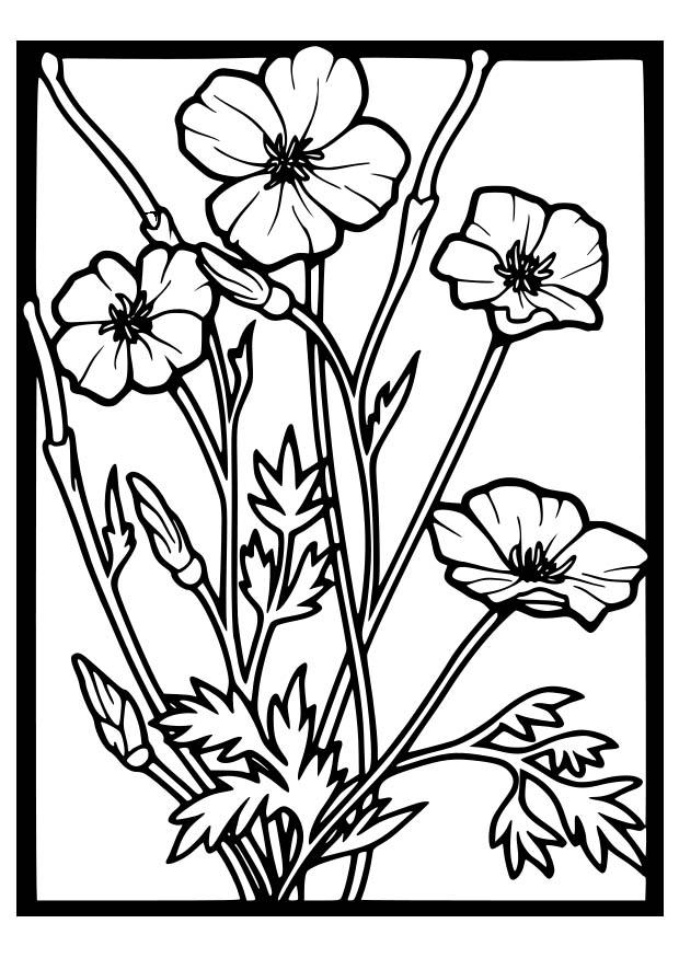 Dessin à colorier: Coquelicot (Nature) #162470 - Coloriages à Imprimer Gratuits