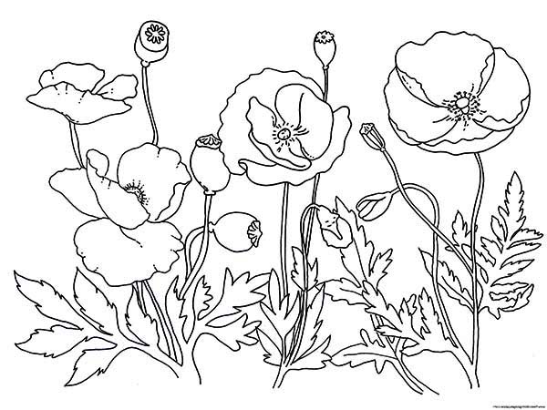 Dessin à colorier: Coquelicot (Nature) #162513 - Coloriages à Imprimer Gratuits