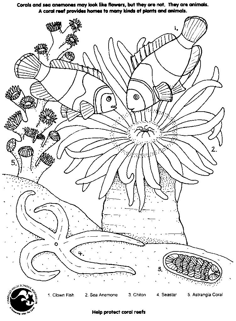 Dessin à colorier: Corail (Nature) #162901 - Coloriages à Imprimer Gratuits