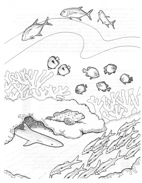 Dessin à colorier: Corail (Nature) #162977 - Coloriages à Imprimer Gratuits