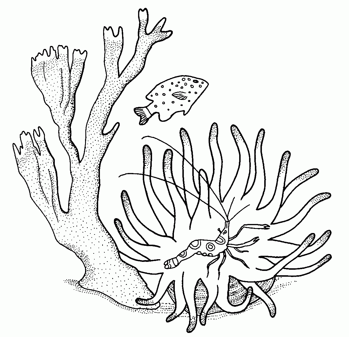 Dessin à colorier: Corail (Nature) #163008 - Coloriages à Imprimer Gratuits