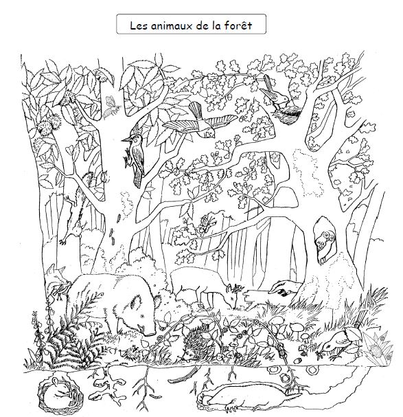 Dessin à colorier: Forêt (Nature) #157010 - Coloriages à Imprimer Gratuits